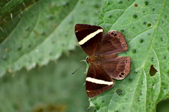 Abisara fylla