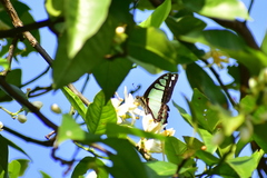 Graphium cloanthus