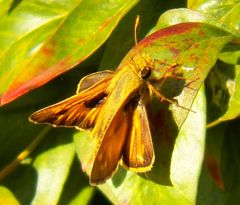 Atalopedes campestris huron