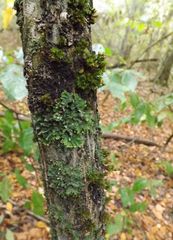 Melanohalea olivacea