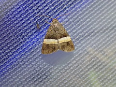 Ozarba abscissa