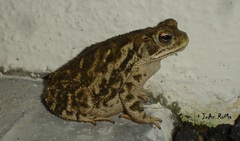 Incilius mazatlanensis
