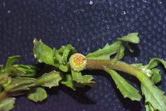 Centipeda aotearoana