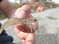 Penaeus penicillatus