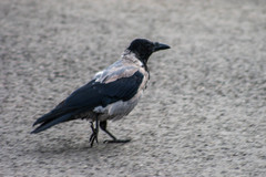 Corvus cornix