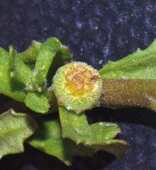 Centipeda aotearoana