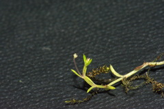 Crassula peduncularis