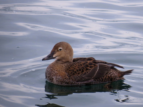Somateria spectabilis