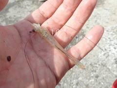 Penaeus penicillatus