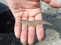 Penaeus penicillatus