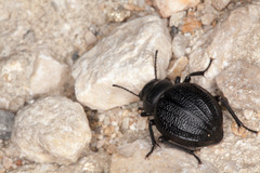 Pimelia angusticollis