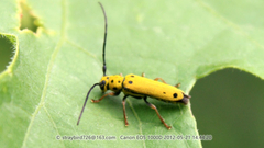 Menesia vitiphaga