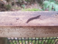 Ooperipatellus