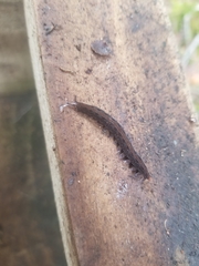 Ooperipatellus