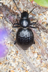 Tentyria ligurica