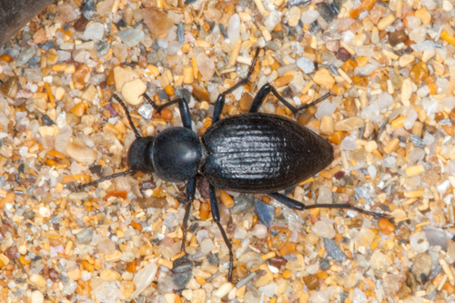 Tentyria ligurica