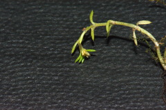 Crassula peduncularis