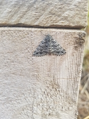 Aponotoreas incompta