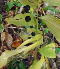 Polygonatum glaberrimum