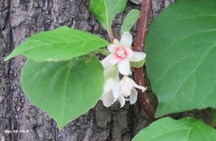 Schisandra chinensis