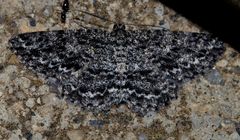 Thallogama nigraria