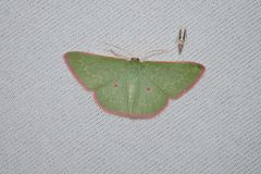 Chlorocoma cadmaria