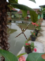Argiope appensa