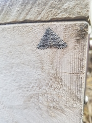 Aponotoreas incompta