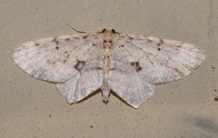 Poecilasthena scoliota