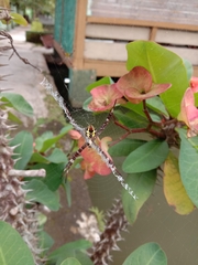 Argiope appensa