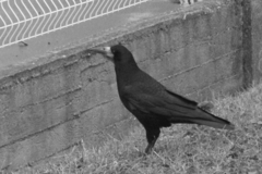 Corvus frugilegus