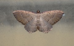 Chrysolarentia microcyma