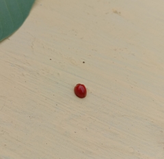 Coccinellidae