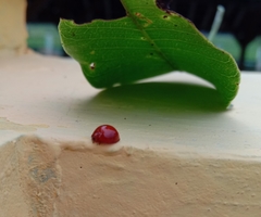 Coccinellidae
