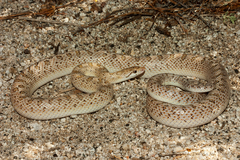 Arizona elegans