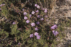 Limonium equisetinum