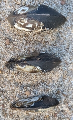 Hyridella australis