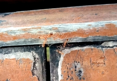 Anoplolepis gracilipes