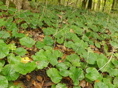 Pachyphragma macrophyllum