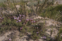 Limonium equisetinum