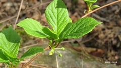 Schisandra chinensis