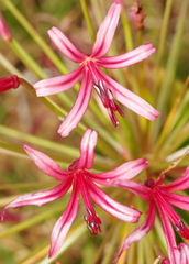 Nerine huttoniae