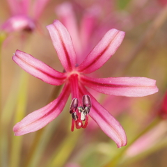 Nerine huttoniae