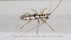Olenecamptus formosanus