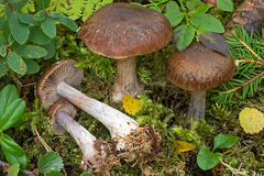 Cortinarius sphagnophilus