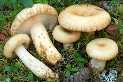 Lactarius tuomikoskii