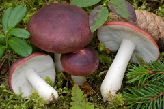 Russula atrorubens