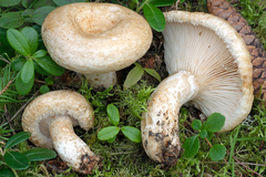 Lactarius leonis