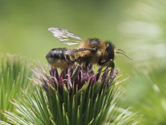 Megachile ligniseca