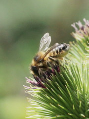 Megachile ligniseca